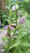 Ophrys apifera (Ophrys abeille) © Armelle Cabin