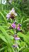 Ophrys apifera (Ophrys abeille) © Armelle Cabin