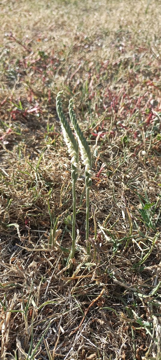 Spiranthes spiralis  - Franck Michelini