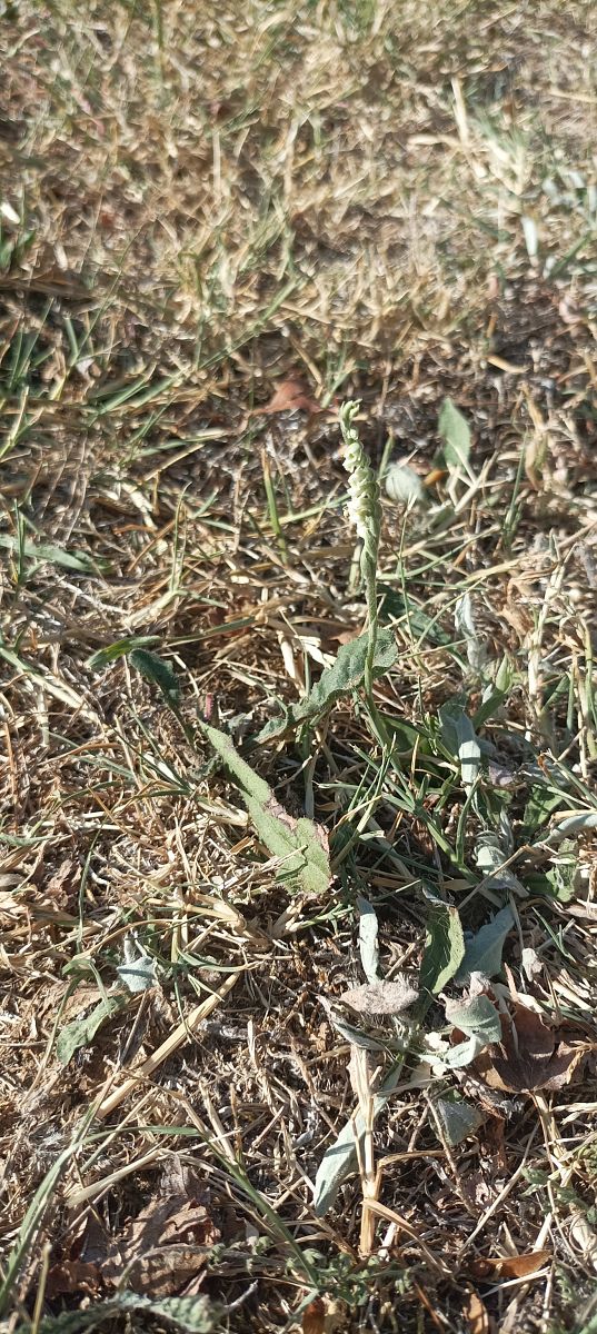 Spiranthes spiralis  - Franck Michelini