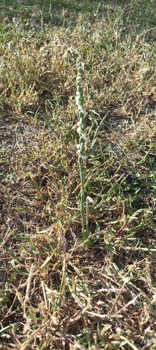 Spiranthes spiralis  - Franck Michelini