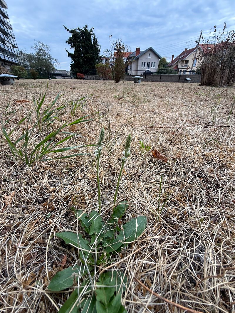 Spiranthes spiralis  - Ghislain Constans