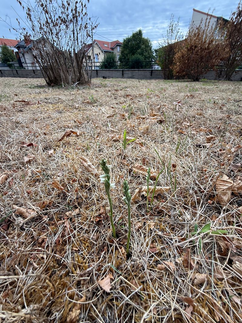 Spiranthes spiralis  - Ghislain Constans