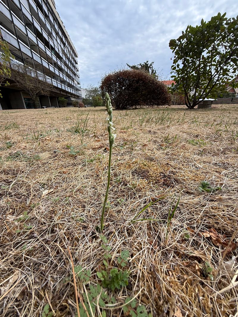Spiranthes spiralis  - Ghislain Constans