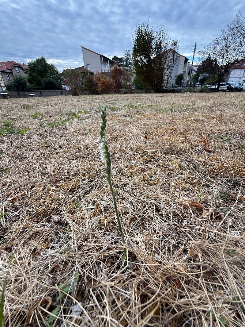 Spiranthes spiralis  - Ghislain Constans