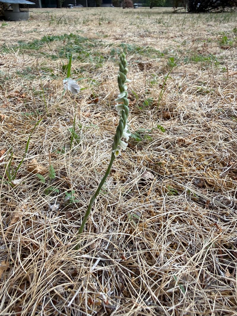 Spiranthes spiralis  - Ghislain Constans