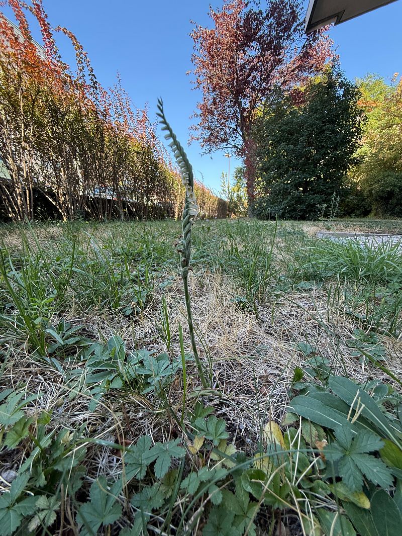 Spiranthes spiralis  - Ghislain Constans