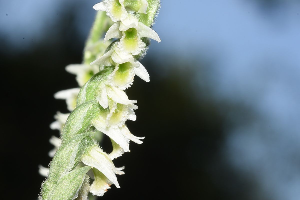 Spiranthes spiralis  - Jean-Christophe Blanchard
