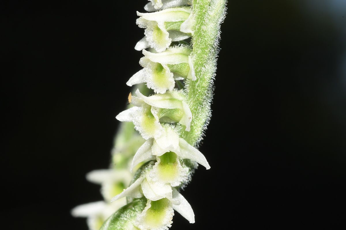 Spiranthes spiralis  - Jean-Christophe Blanchard