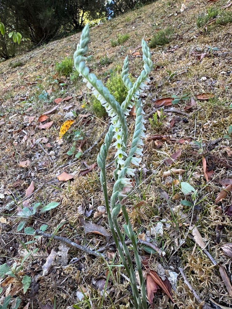 Spiranthes spiralis  - Nadine Duche