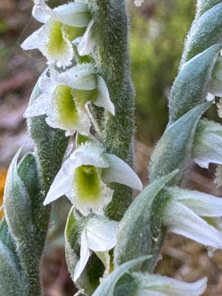 Spiranthes spiralis  - Nadine Duche