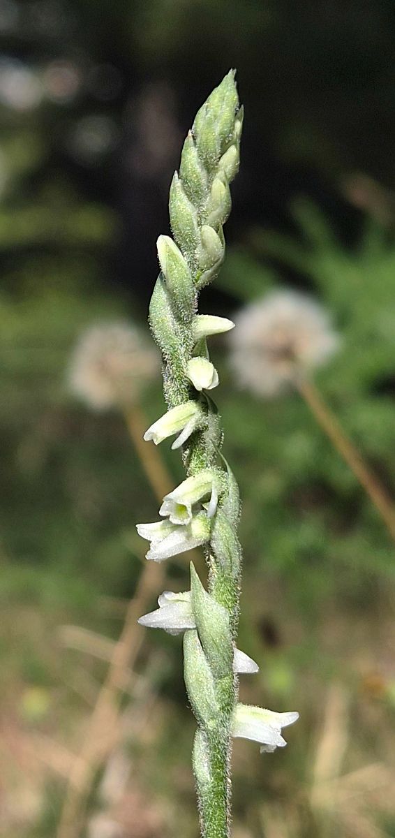 Spiranthes spiralis  - Baptiste Juniot