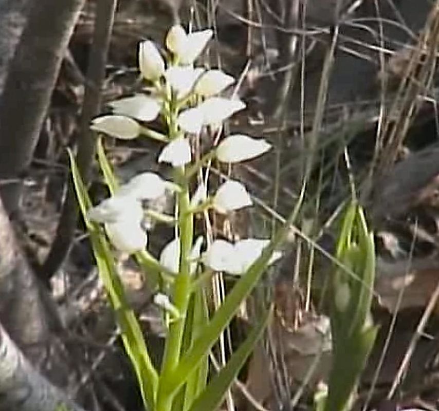 Cephalanthera longifolia  - Jacques Hallot