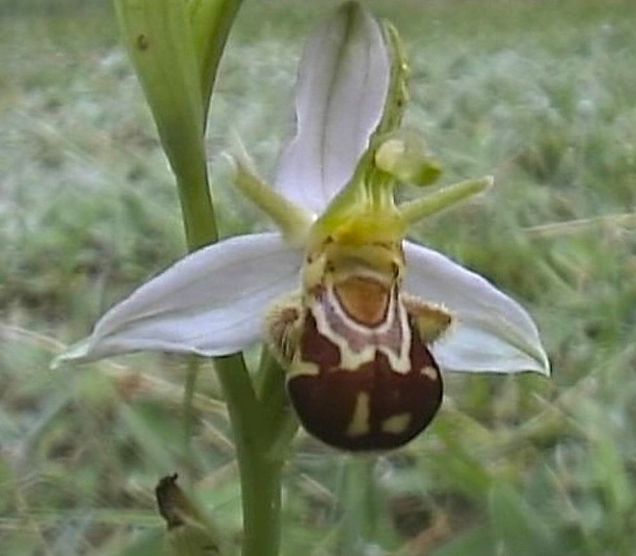 Ophrys apifera  - Jacques Hallot
