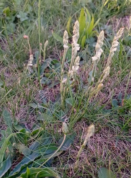 Spiranthes spiralis  - Anonymous