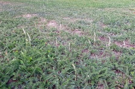 Spiranthes spiralis  - Anonymous