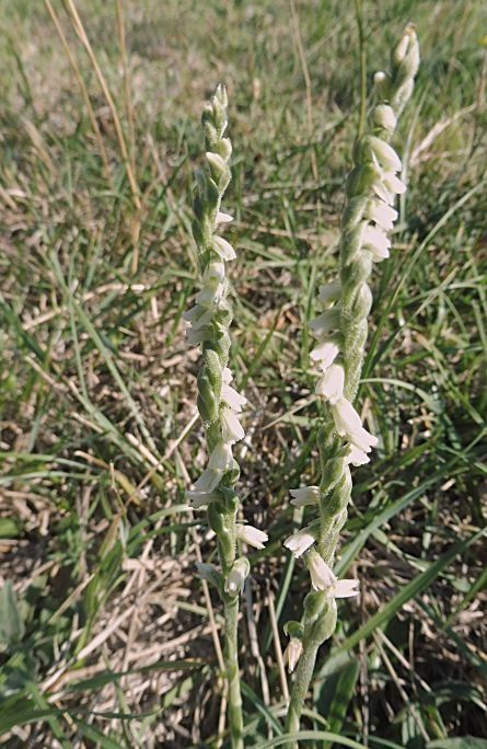 Spiranthes spiralis  - Laurent Fourneret