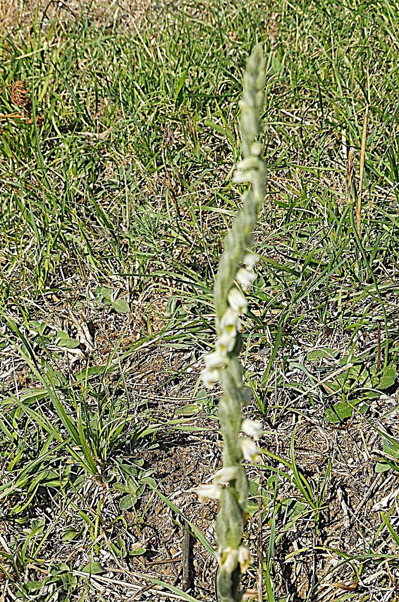 Spiranthes spiralis  - Laurent Fourneret
