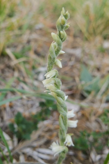 Spiranthes spiralis  - Laurent Fourneret