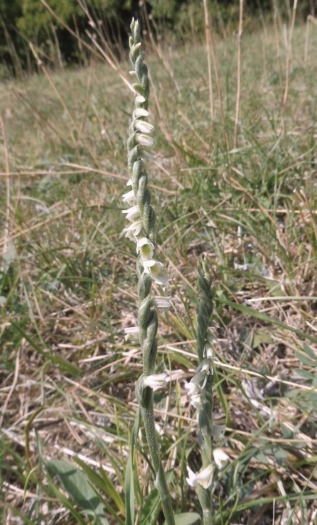 Spiranthes spiralis  - Laurent Fourneret