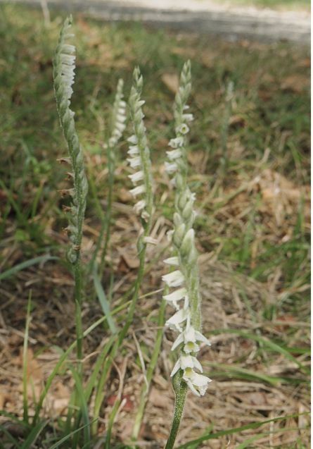 Spiranthes spiralis  - Laurent Fourneret