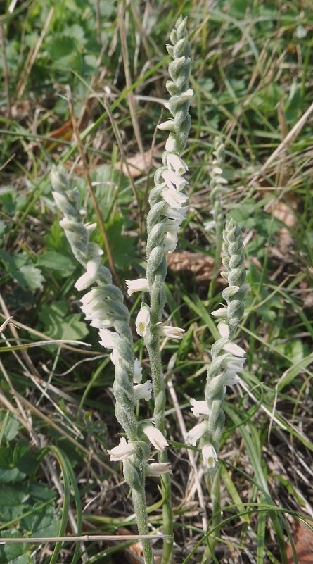 Spiranthes spiralis  - Laurent Fourneret