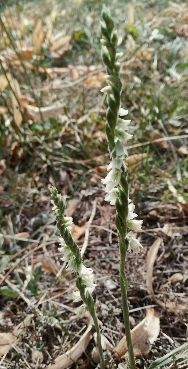 Spiranthes spiralis  - Laurent Fourneret