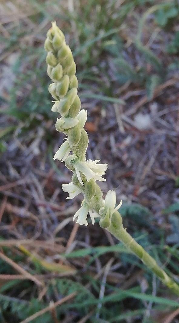 Spiranthes spiralis  - Laurent Fourneret