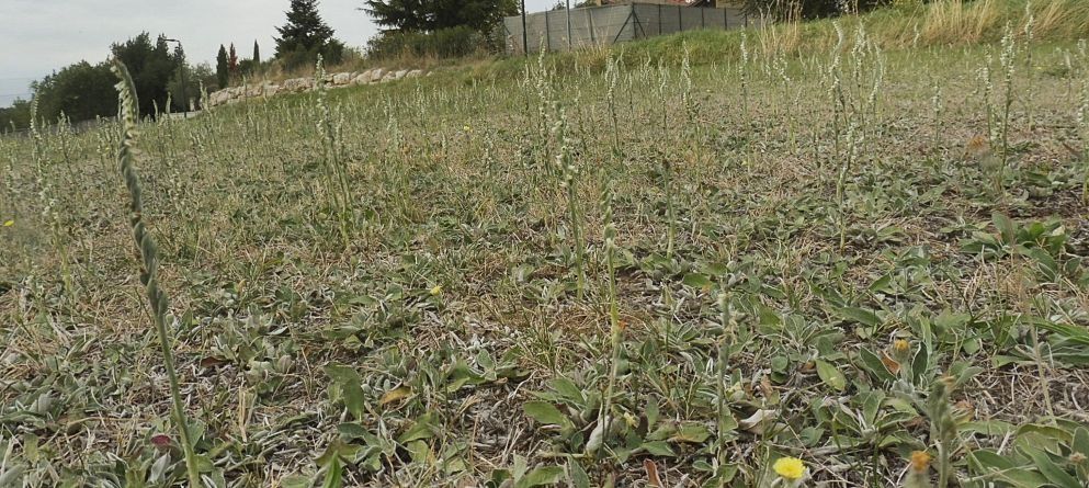 Spiranthes spiralis  - Laurent Fourneret