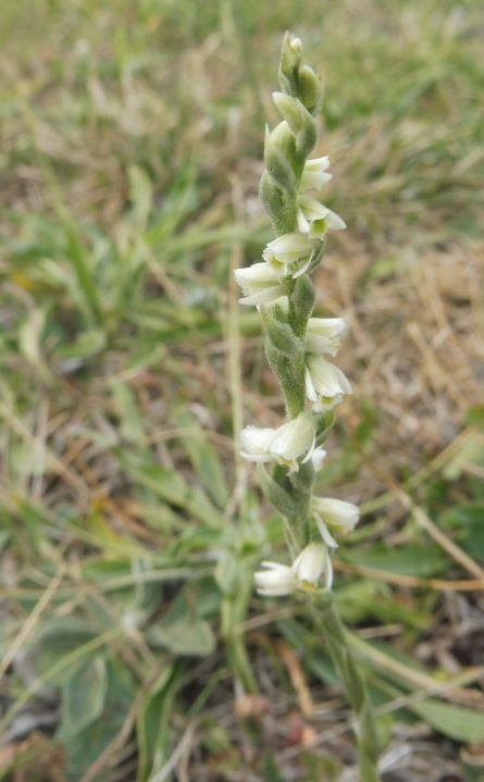 Spiranthes spiralis  - Laurent Fourneret