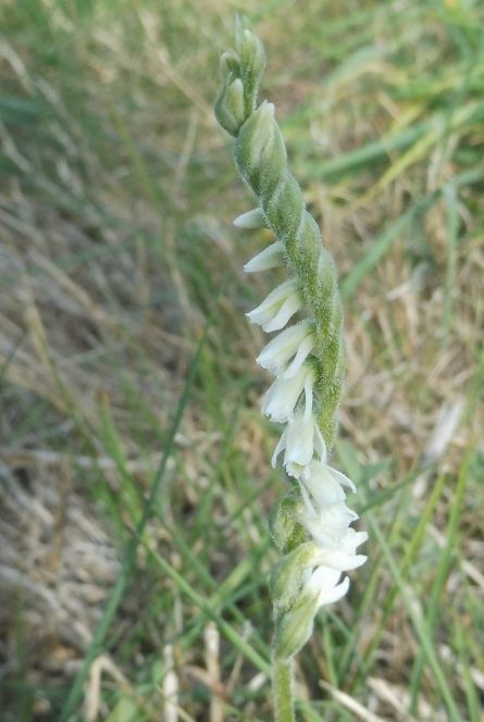 Spiranthes spiralis  - Laurent Fourneret