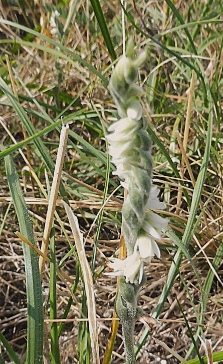 Spiranthes spiralis  - Laurent Fourneret