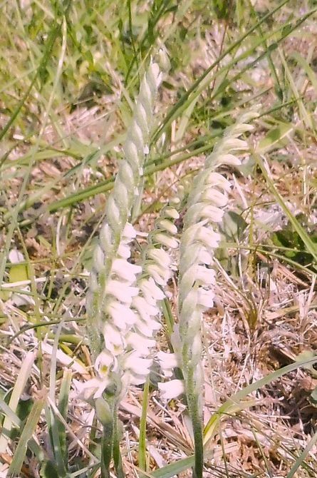 Spiranthes spiralis  - Laurent Fourneret