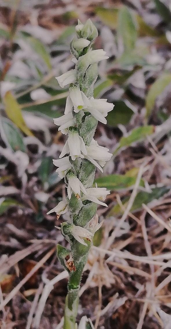Spiranthes spiralis  - Laurent Fourneret