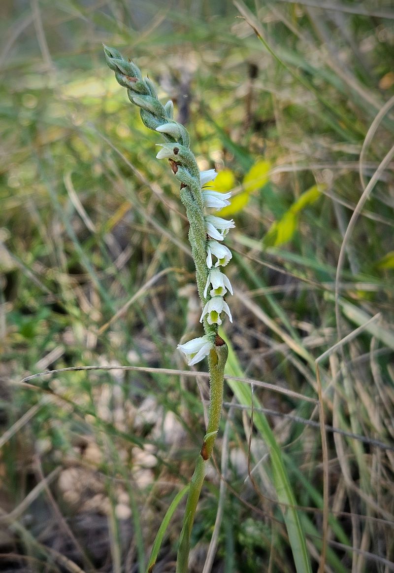 Spiranthes spiralis  - Louison Vannier