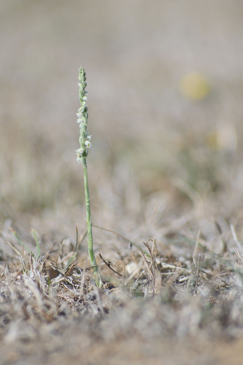 Spiranthes spiralis  - François Jauzelon