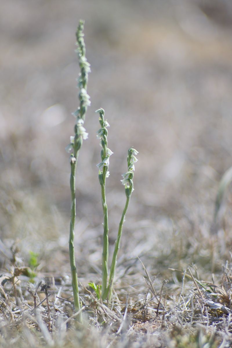 Spiranthes spiralis  - François Jauzelon