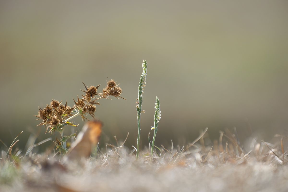 Spiranthes spiralis  - François Jauzelon