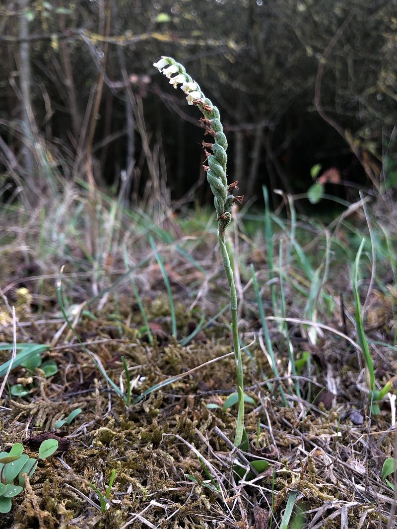 Spiranthes spiralis  - Armelle Bass