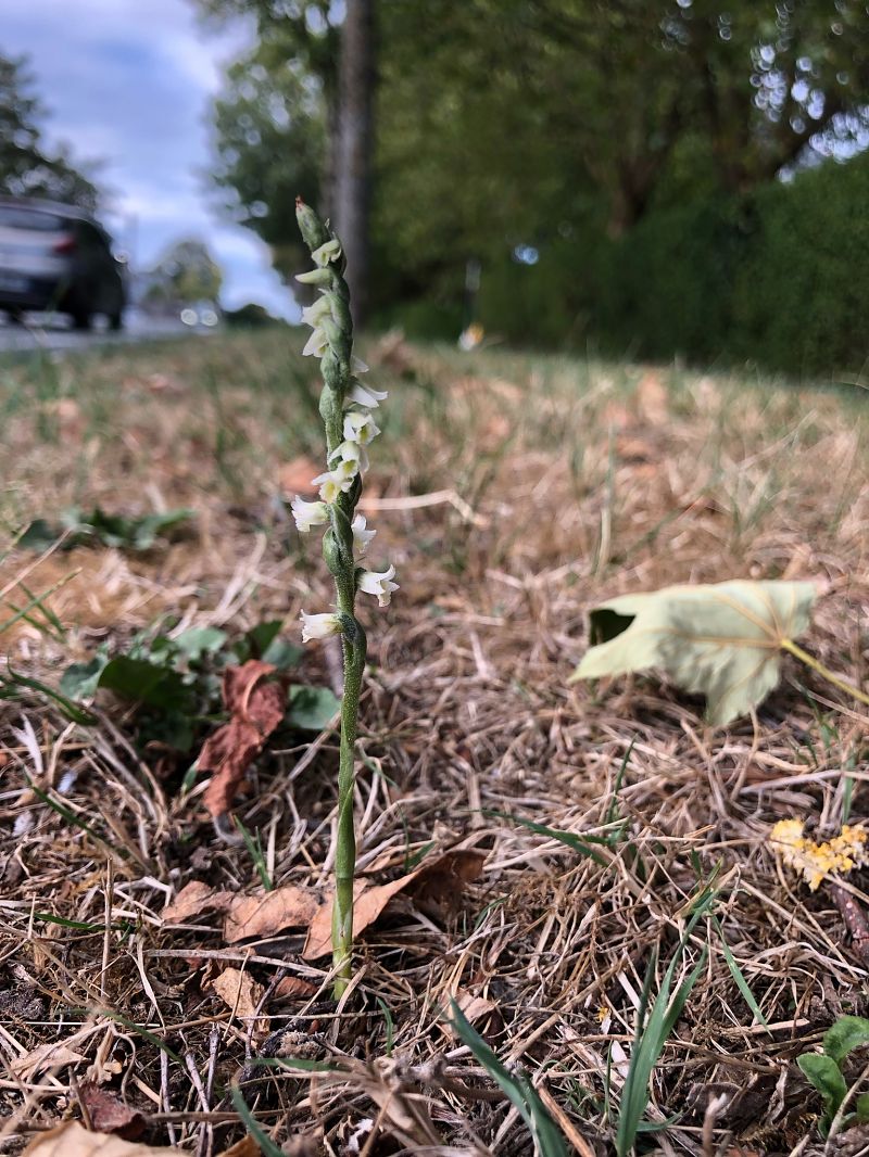 Spiranthes spiralis  - Armelle Bass