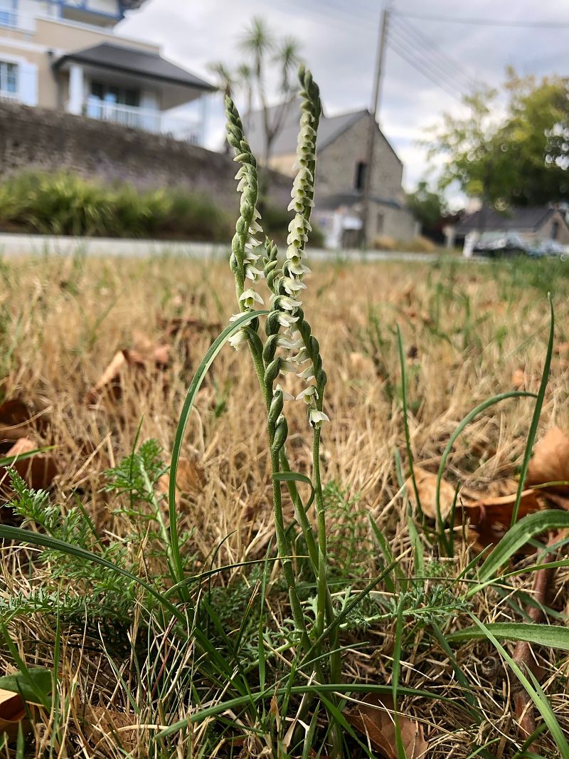 Spiranthes spiralis  - Armelle Bass