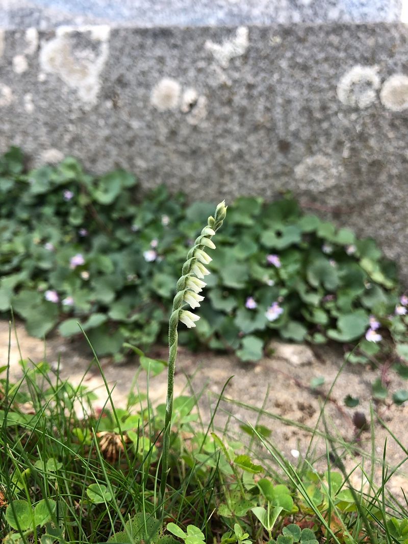 Spiranthes spiralis  - Armelle Bass