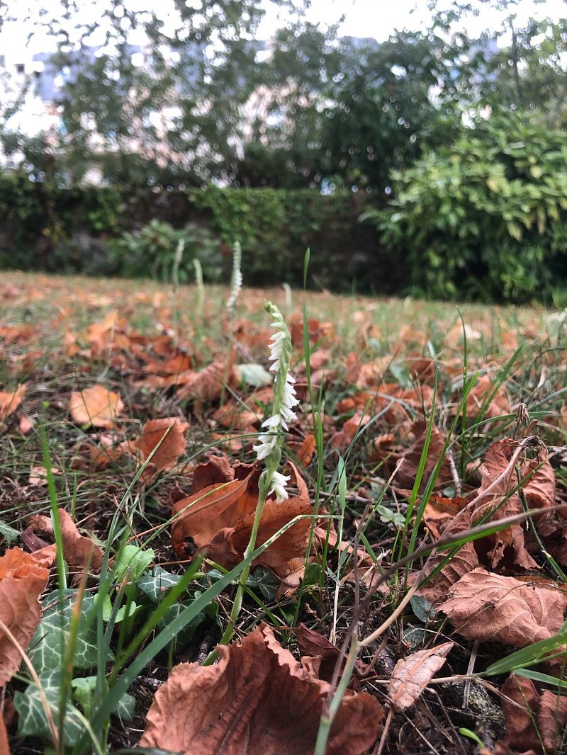 Spiranthes spiralis  - Armelle Bass