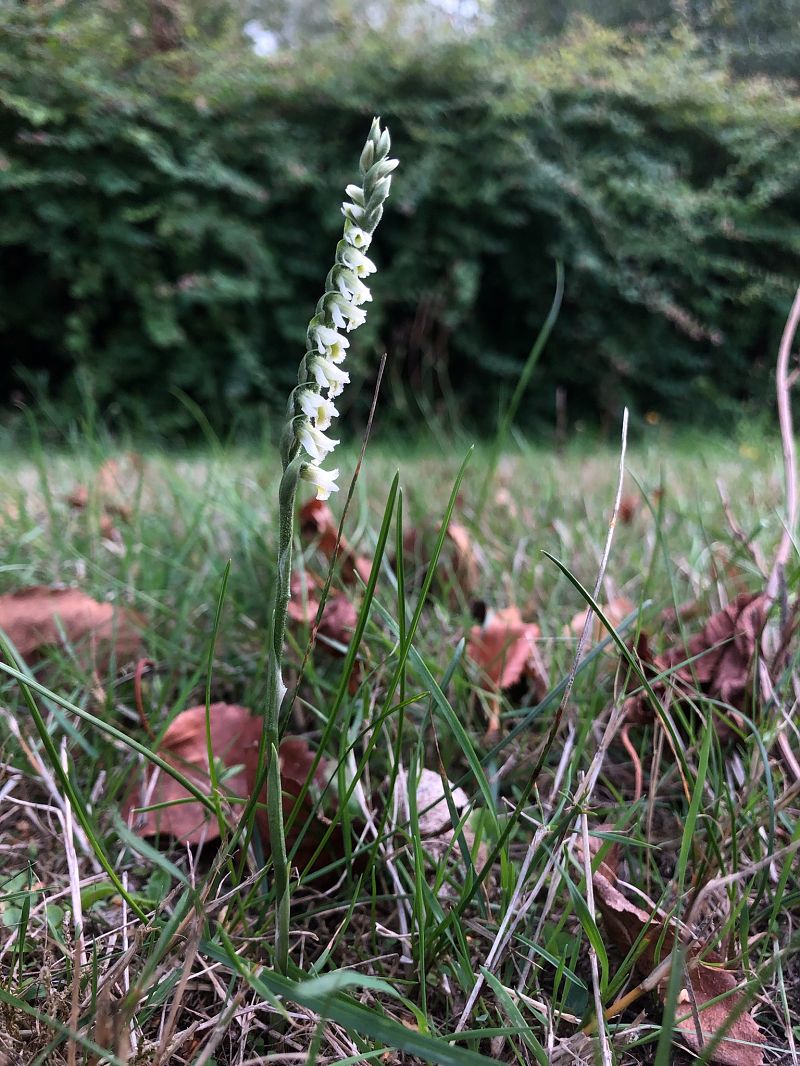 Spiranthes spiralis  - Armelle Bass