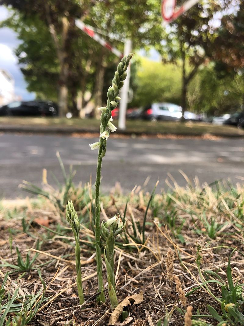 Spiranthes spiralis  - Armelle Bass