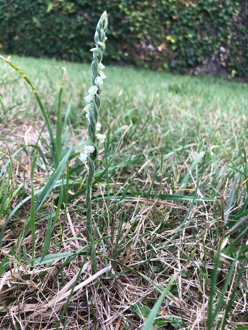 Spiranthes spiralis  - Armelle Bass