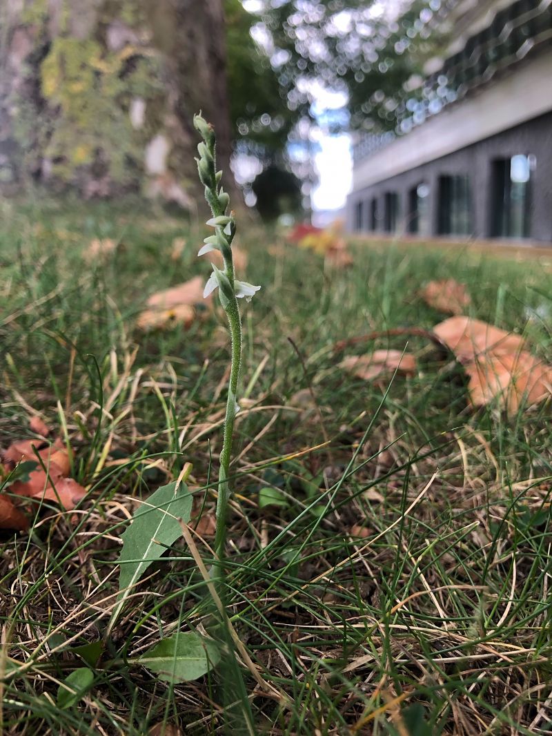 Spiranthes spiralis  - Armelle Bass