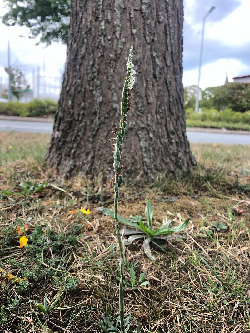Spiranthes spiralis  - Armelle Bass