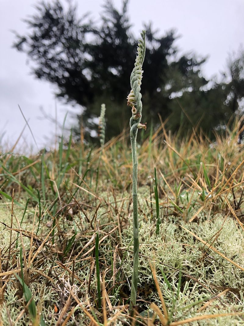 Spiranthes spiralis  - Armelle Bass