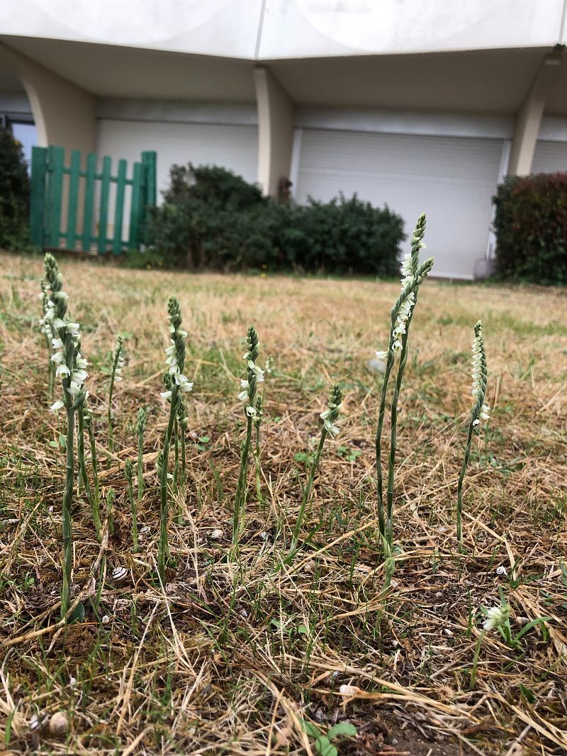 Spiranthes spiralis  - Armelle Bass